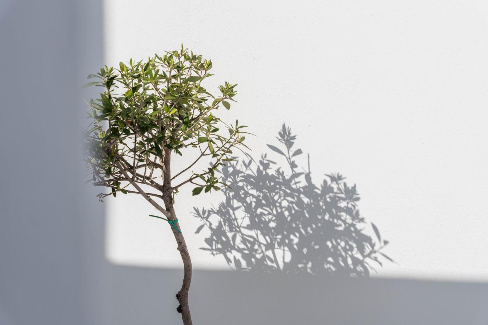 Cycladic & * Fira (Santorini)