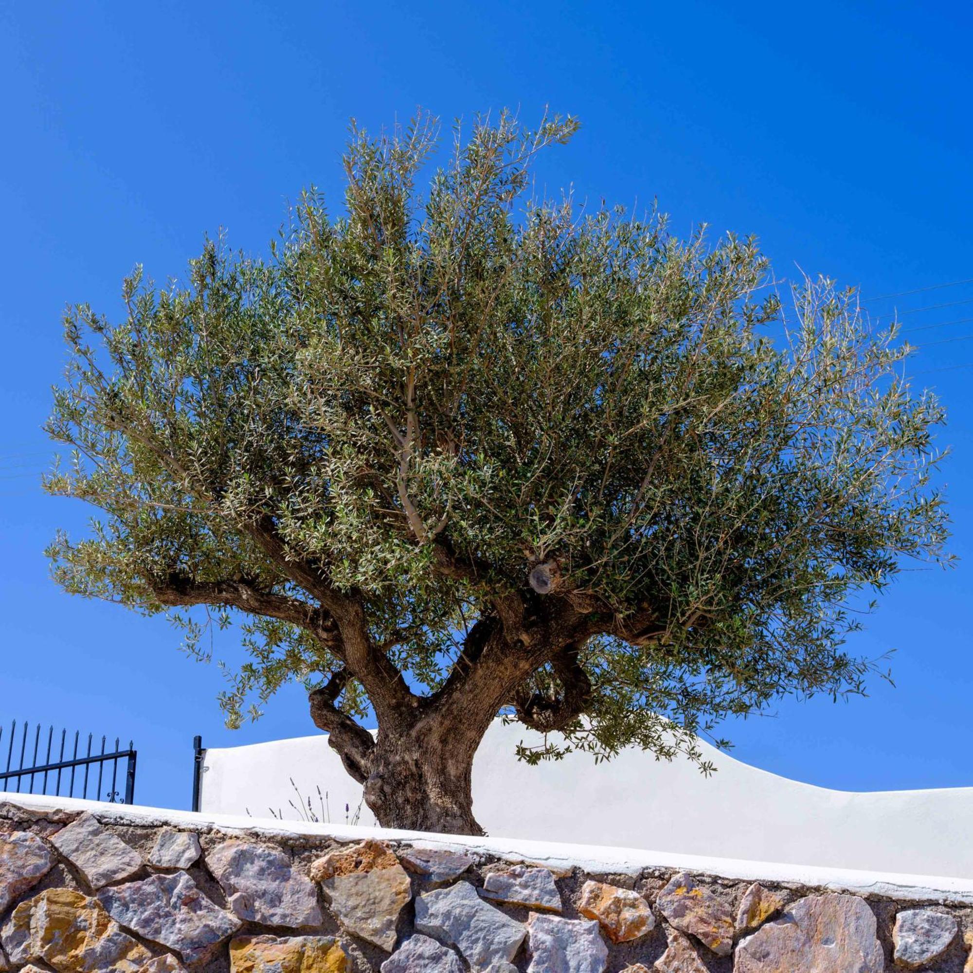 Santorini C Fira (Santorini)
