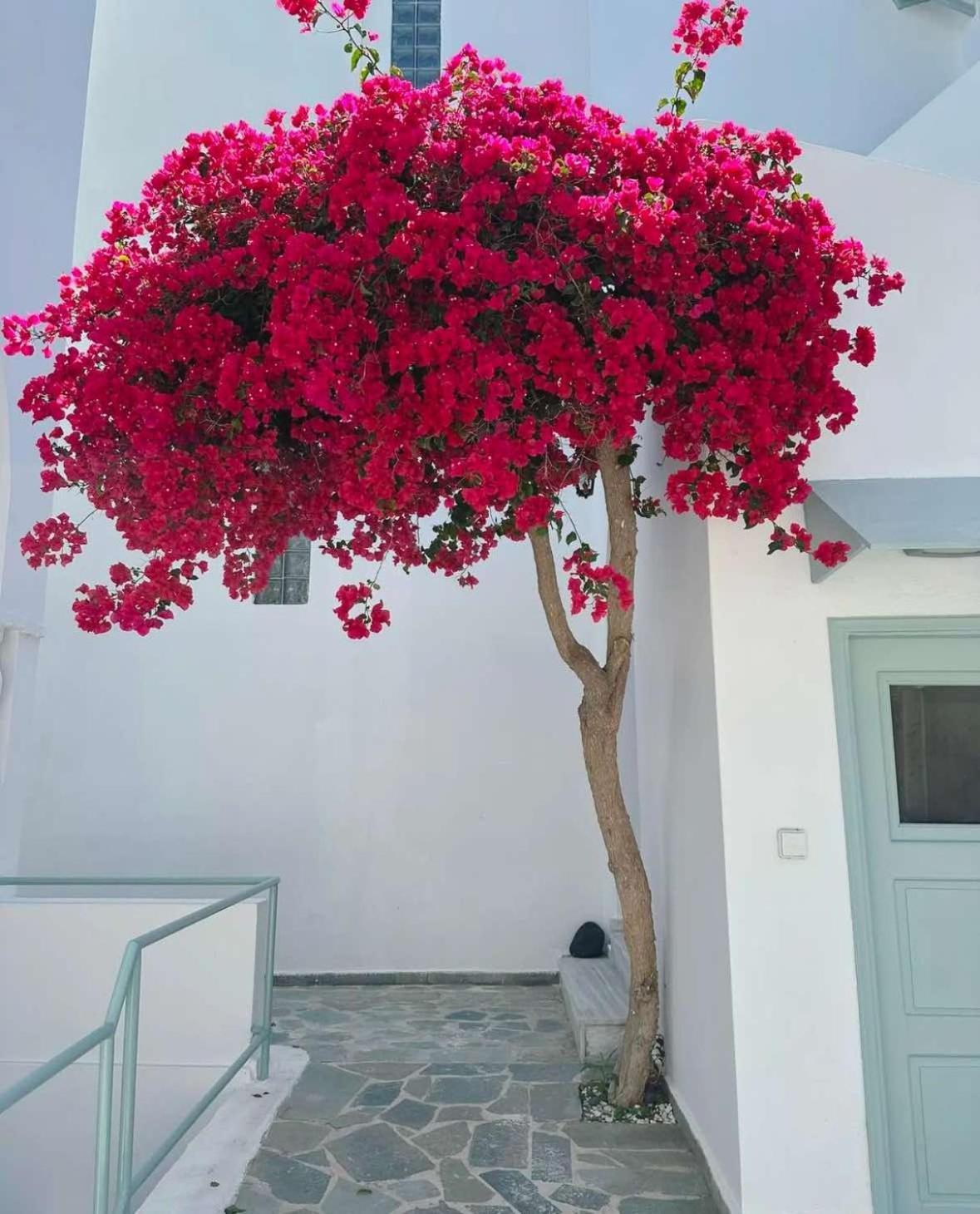 Hotel Lefkothea