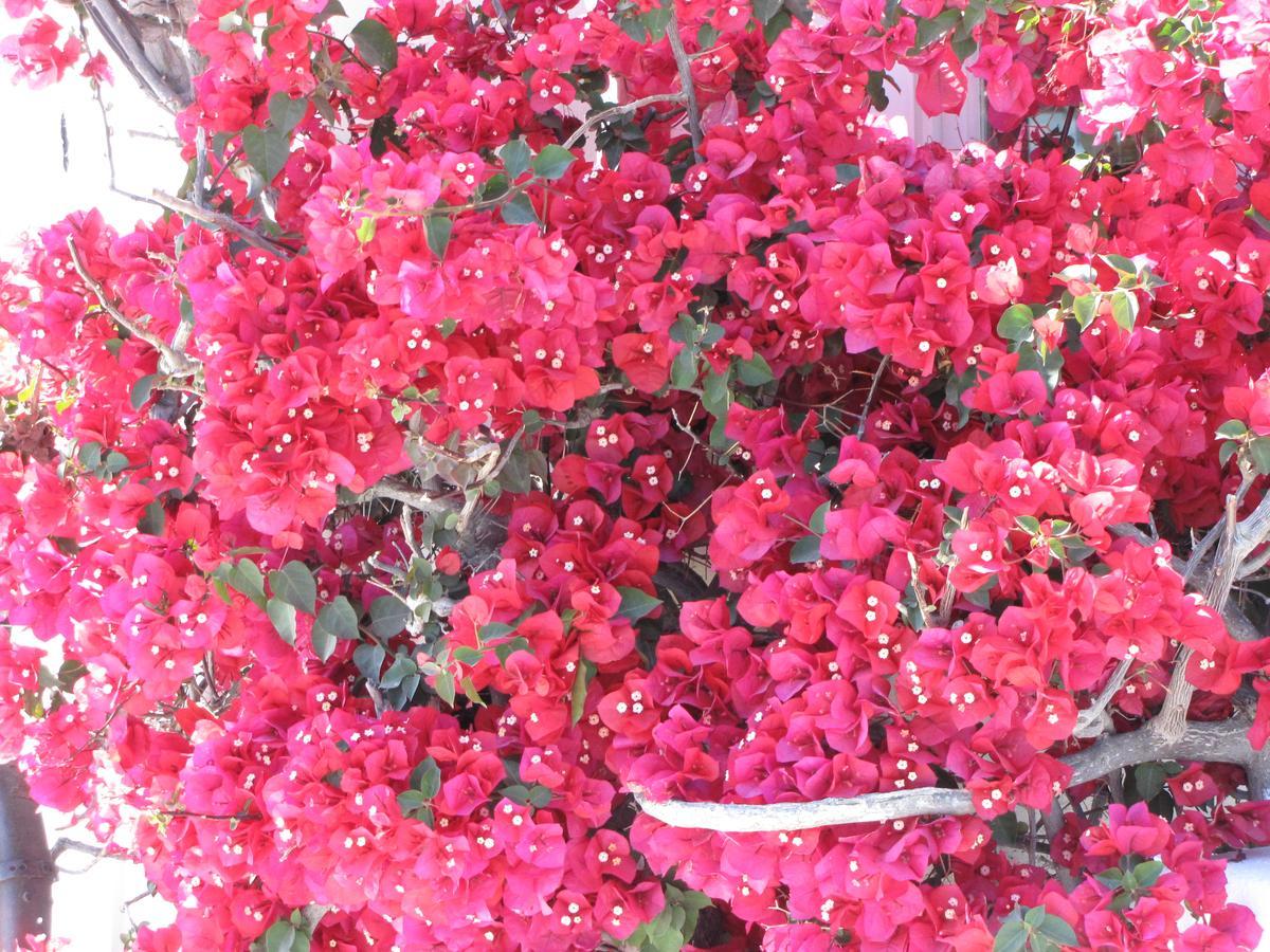 Apartment Garden *