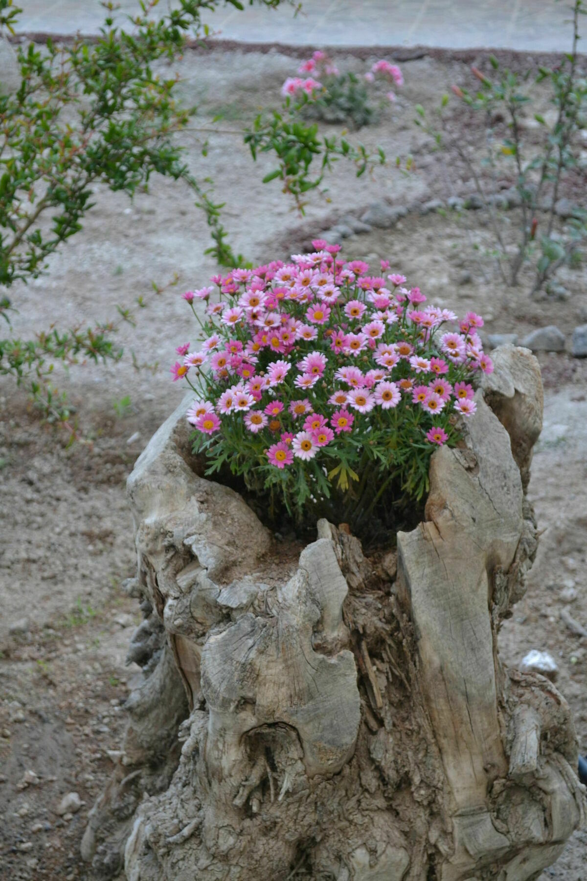 Casa de hóspedes Floralia Karterados (Santorini)