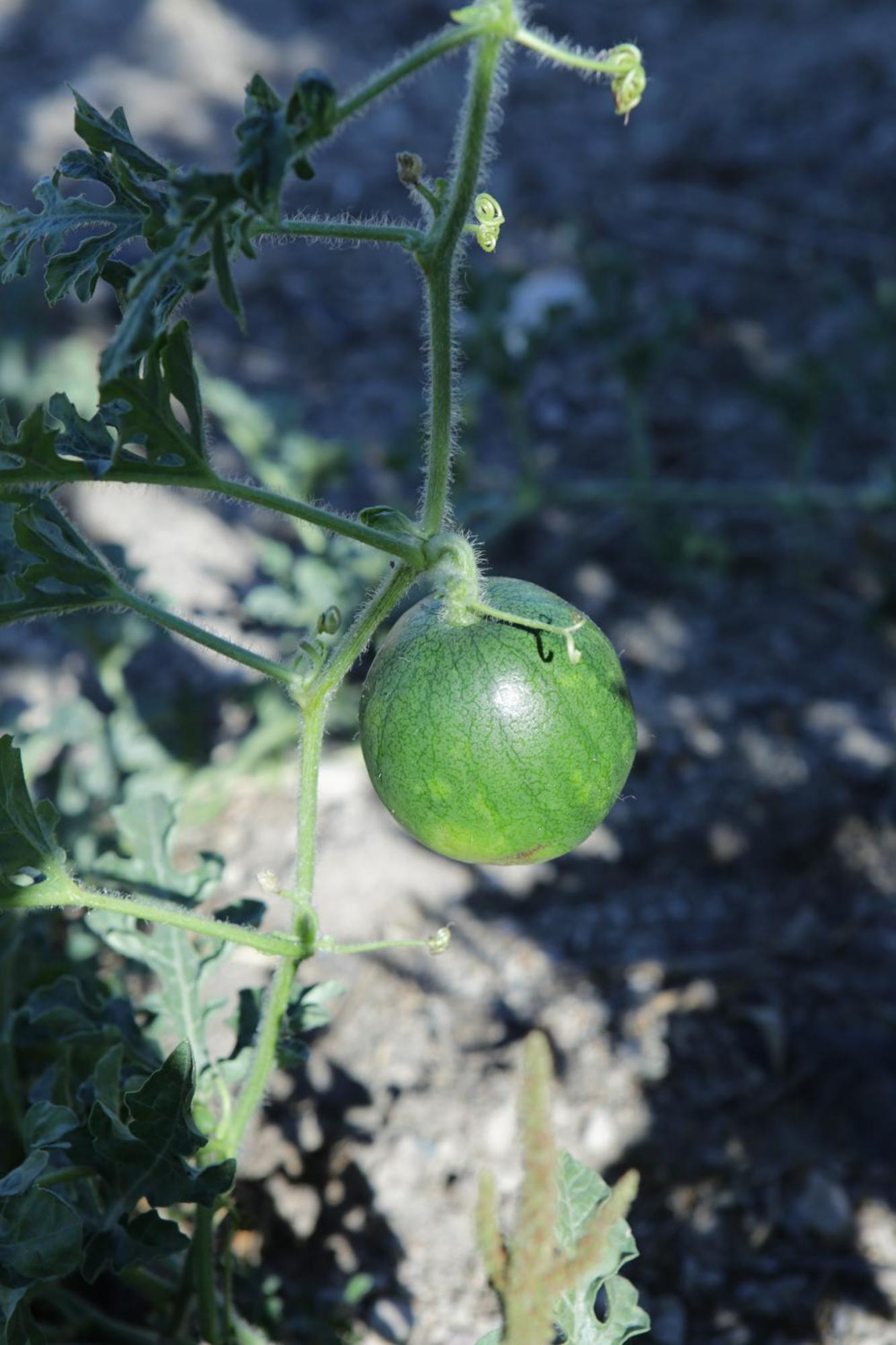 Perissa Agios Georgios (Santorini)