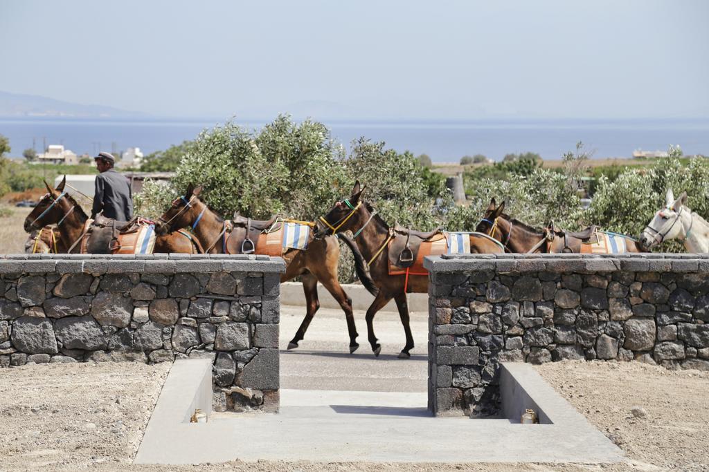 Vino Santorini Foinikia (Santorini)
